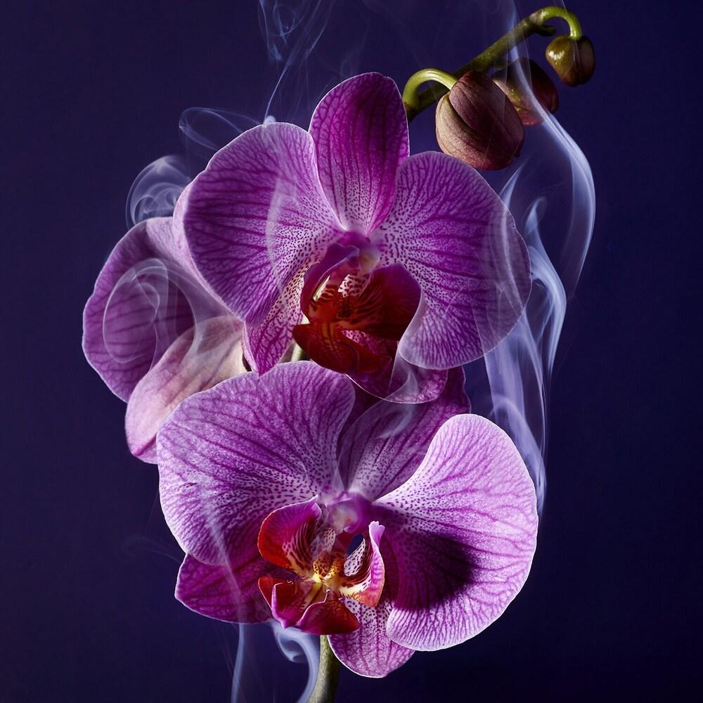 عطر لانكوم باريس لا نويت تريزور للنساء - او دى بارفيوم 75 مل